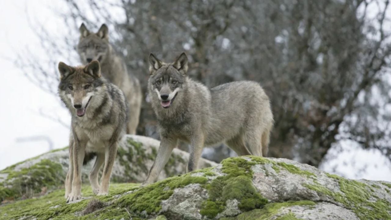 Lobos ibéricos (Foto: real Federación Española de Caza).