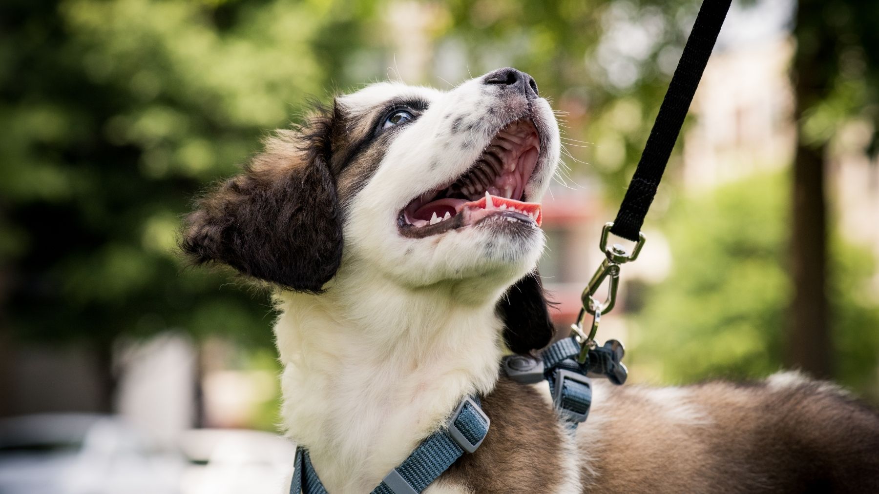 Se ha puesto de moda en España: la tendencia para sacar a tu perro que dice adiós a la correa para siempre