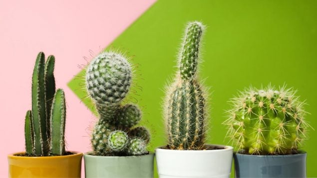 Cactus, truco, plantas, curiosidades