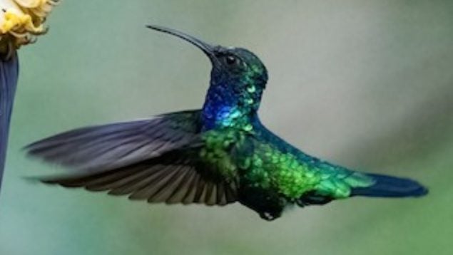 Animal, Colombia, colibrí