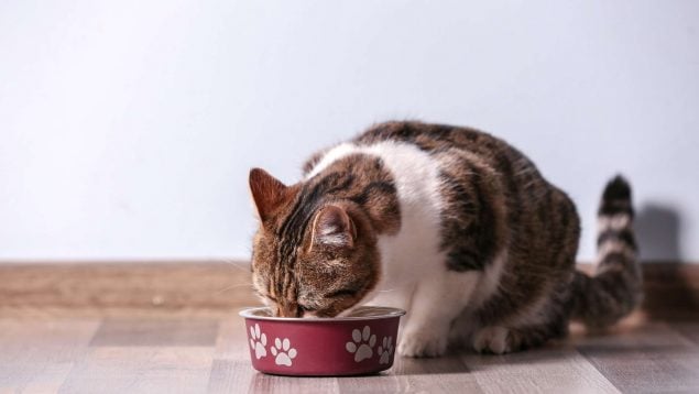Gato y atún