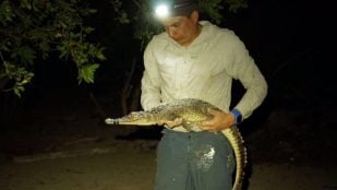 Cocodrilos, reptiles, animales, descubrimientos