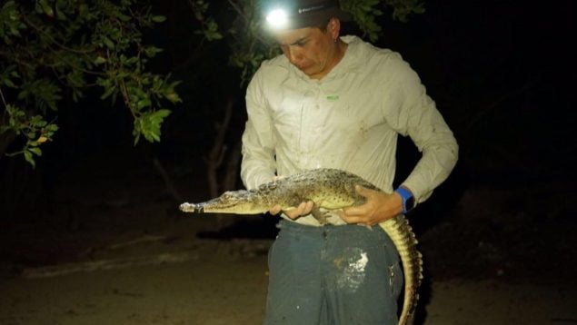 Cocodrilos, reptiles, animales, descubrimientos