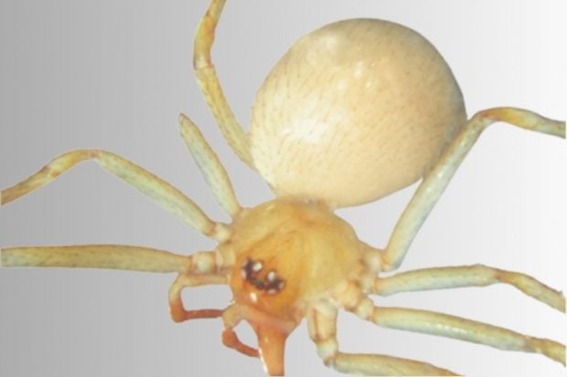 Detectada en España una nueva especie de araña exótica