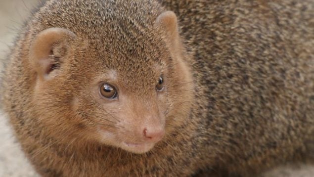 Mangosta, animales, especies invasoras