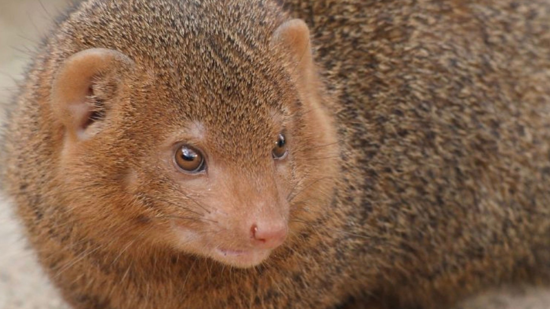 Parece un peluche, pero este adorable animalito es una de las peores especies invasoras que existen en el mundo