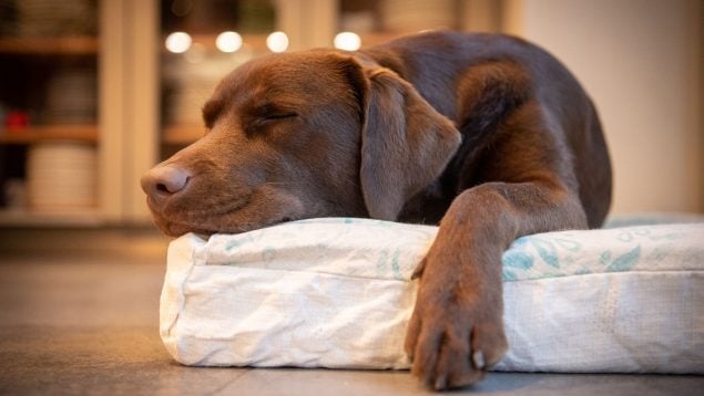El perro da vueltas