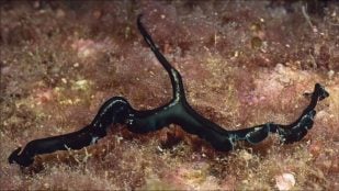 El monstruo con una extraña forma de reproducción que habita el océano, animales más extraños del lecho marino, gusanos de cuchara verde, animales con reproducciones extrañas, gusanos de cuchara verde, bonellia viridis.