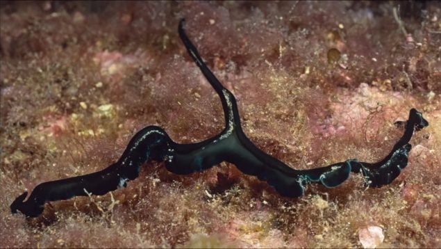 El monstruo con una extraña forma de reproducción que habita el océano, animales más extraños del lecho marino, gusanos de cuchara verde, animales con reproducciones extrañas, gusanos de cuchara verde, bonellia viridis.