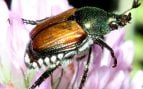 Escarabajo japonés, popilia japonica Neweman, especie invasora en España, especies invasoras, plaga prioritaria en Europa, peores plagas en Europa.