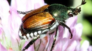 Escarabajo japonés, popilia japonica Neweman, especie invasora en España, especies invasoras, plaga prioritaria en Europa, peores plagas en Europa.