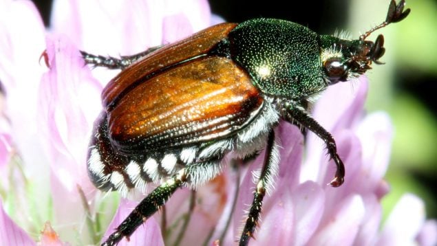 Escarabajo japonés, popilia japonica Neweman, especie invasora en España, especies invasoras, plaga prioritaria en Europa, peores plagas en Europa.