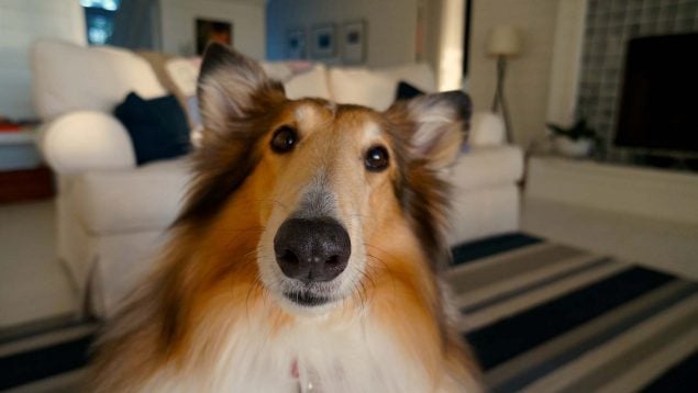 Perro