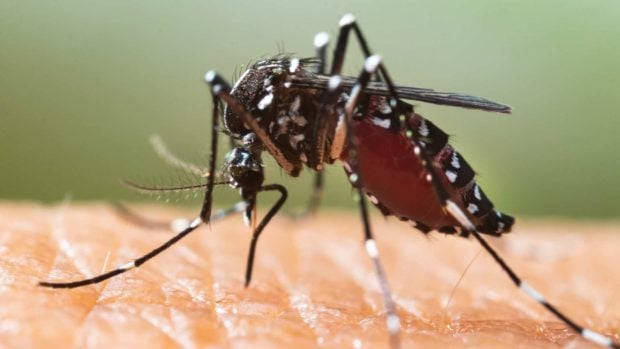 Mosquito tigre