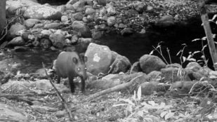 Los científicos descubren un animal que se creía extinto hace un siglo, descubrimiento de nuevo tapir sudamericano en Brasil, científicos sorprendidos por un animal extinto, hallazgo científico.