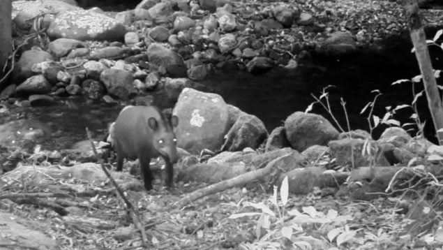 Los científicos descubren un animal que se creía extinto hace un siglo, descubrimiento de nuevo tapir sudamericano en Brasil, científicos sorprendidos por un animal extinto, hallazgo científico.