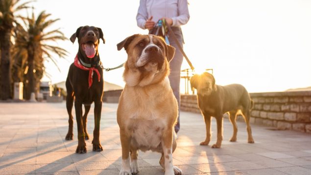 Razas de perro