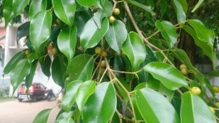 Ficus benjamina, plantas, curiosidades