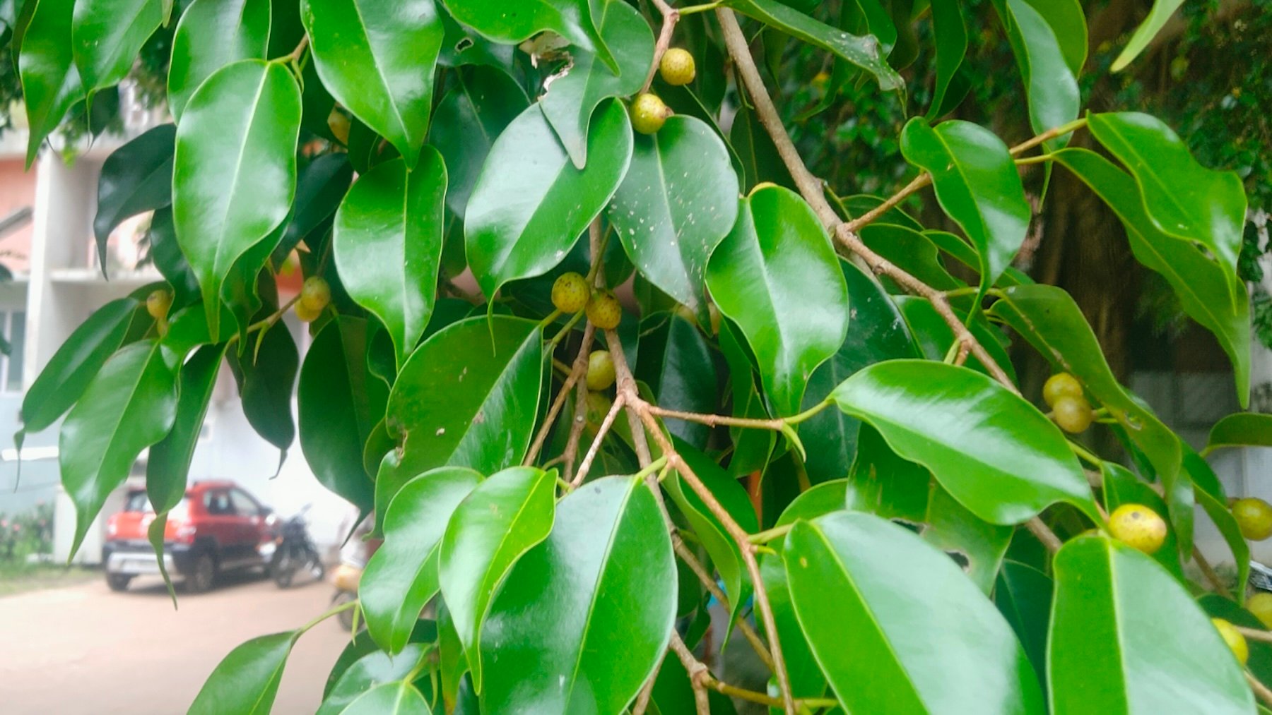 Ficus benjamina. Imagen: Vijayanrajapuram.