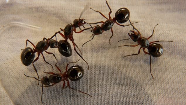 Lo que nunca debes hacer si quieres acabar con tus hormigas en casa, truco de la abuela para eliminar hormigas, consejo casero para matar hormigas, mejor truco casero para eliminar hormigas en casa.