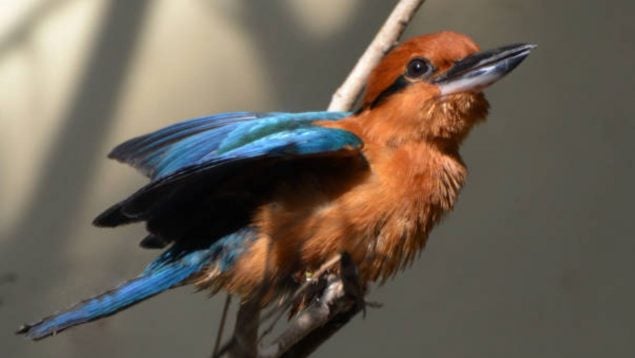 Pájaro, ave, animal, curiosidades