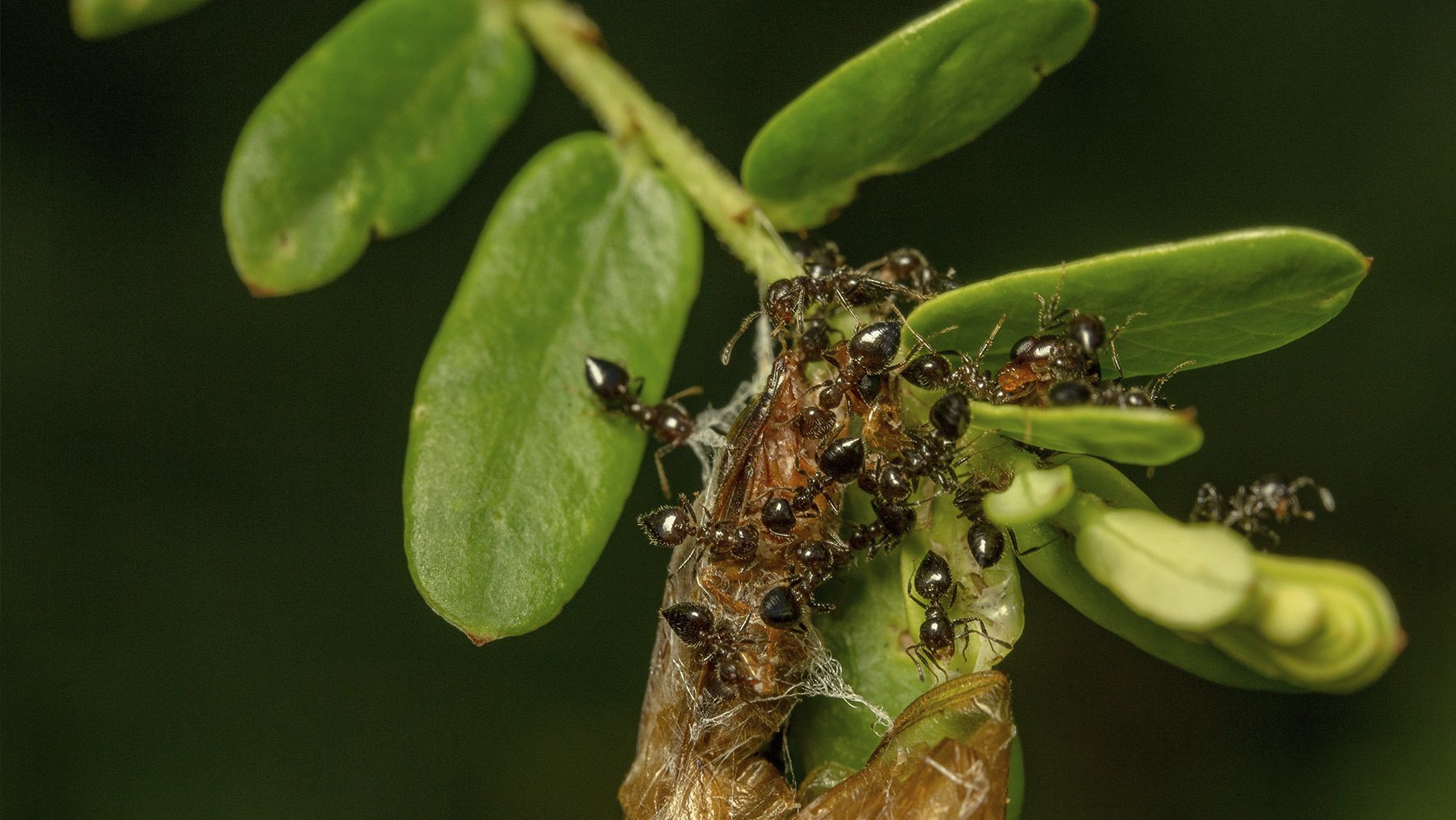 Plaga de hormigas sobre una planta. Foto: Pexels.