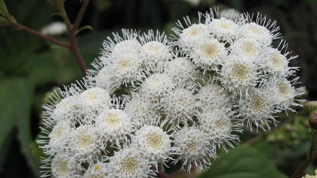 Ageratina adenophora, planta, especie invasora
