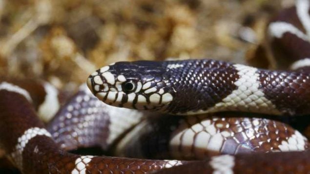 Especies invasoras, culebras, reptiles