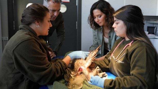 recuperación de especies Madrid