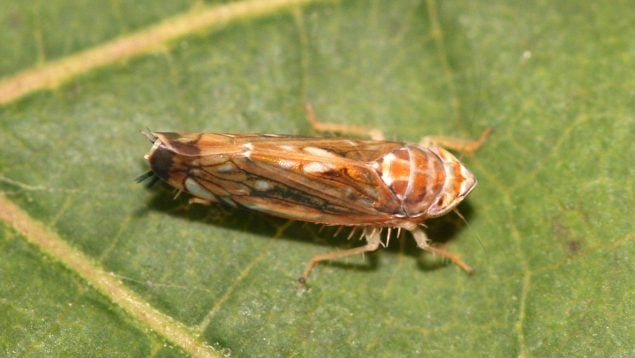 Insecto, animal, plaga