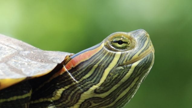 Tortuga, animales, especie invasora