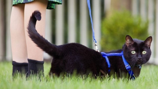 Gatos pasear