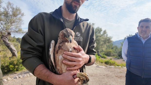 Águila coa barrada liberada en Galatzó.