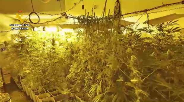 plantación marihuana s'Estanyol
