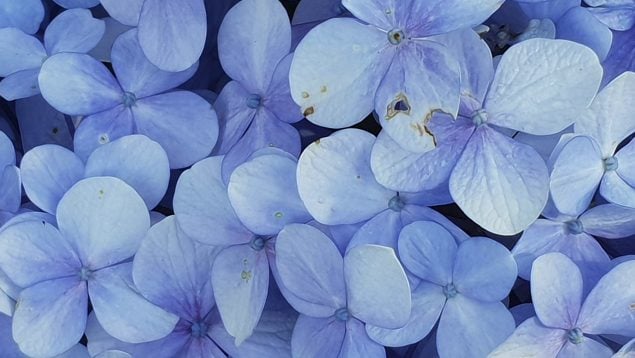 Hortensias exploten de flores