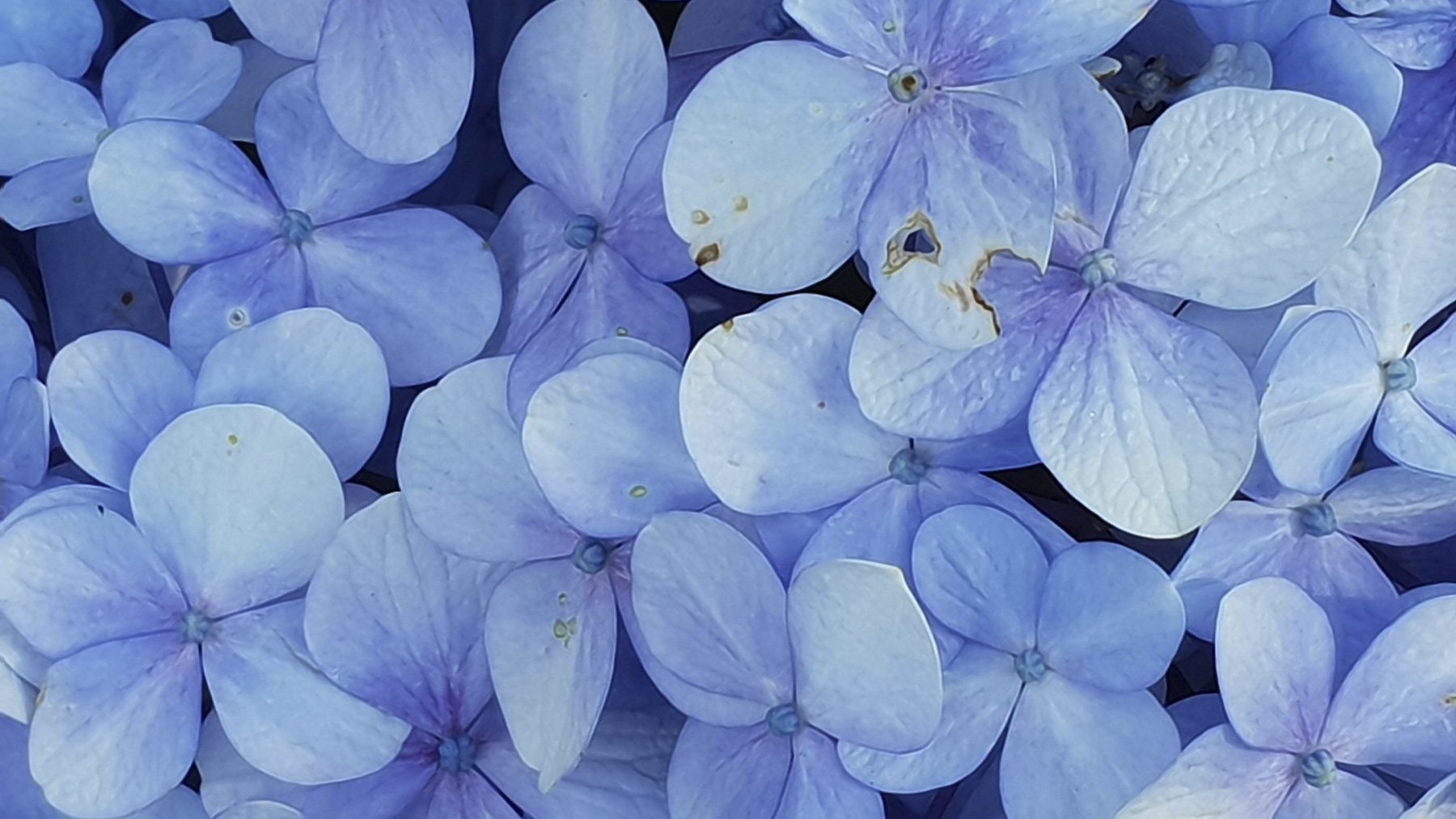 Hortensias vistas desde cerca. Foto: Pexels.