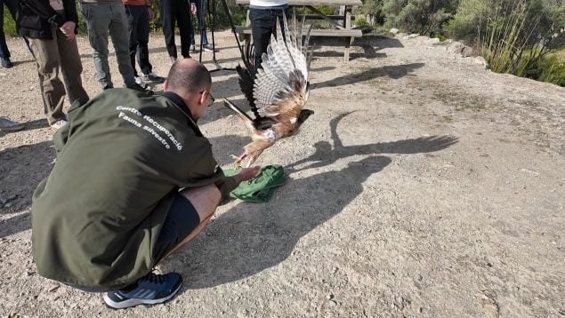 finca Galatzó Calvià águila coa barrada