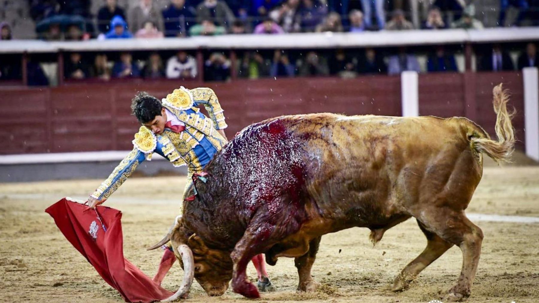 Oreja de mucho valor de Isaac Fonseca ante un gran toro de Pedraza de Yeltes