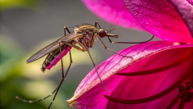 Mosquito, plantas, curiosidades
