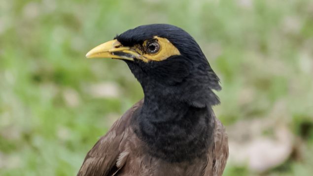 Pájaro, animales, especies invasoras