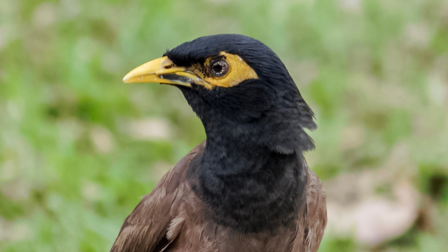 Parece inofensivo y lo ves en cualquier parque, pero este pájaro es una peligrosa especie invasora en España