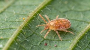 Ácaro, animales, especie invasora