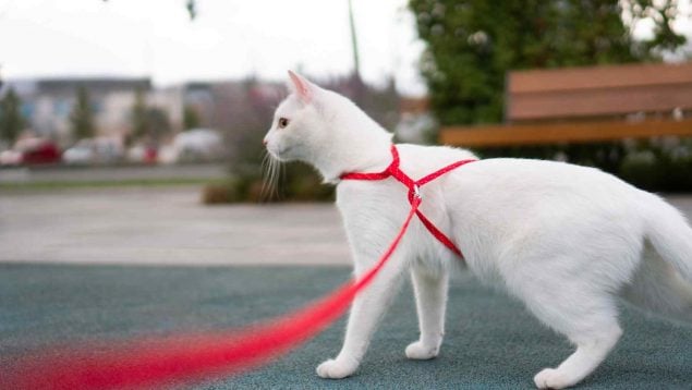 Pasear al gato