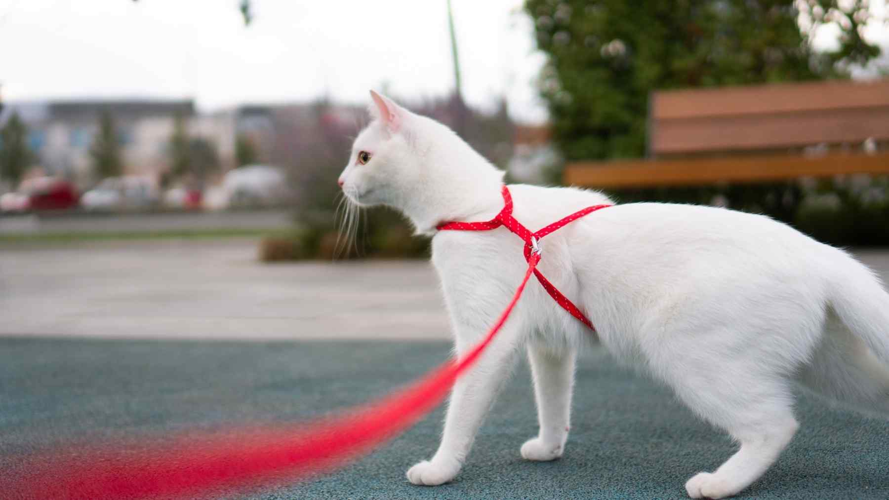 Éstas son las veces que debes sacar a pasear a tu gato, según un veterinario