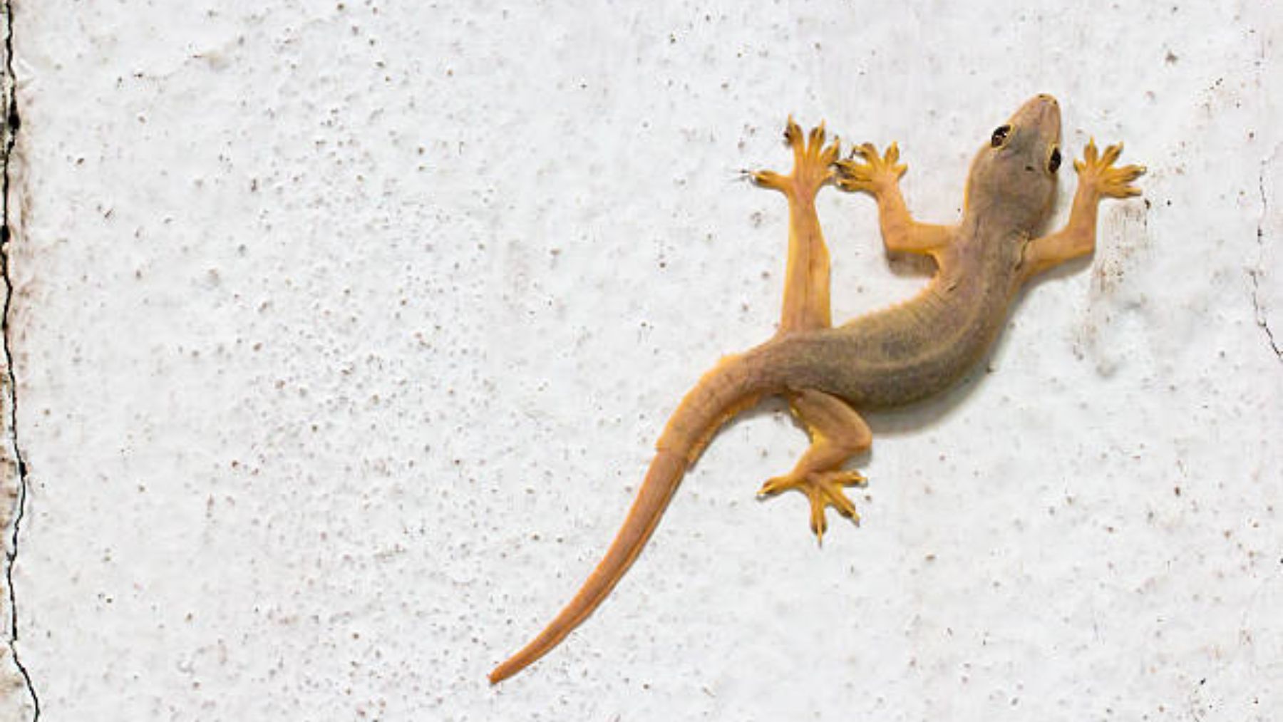 Una lagartija. Foto: Freepik
