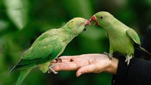 Refrán que nació del latín y se popularizó en El Quijote, refranero español, refrán más vale pájaro en mano que ciento volando en latín, refranes de El Quijote, más vale pájaro en mano que ciento volando y Cervantes, refranes del español en inglés.