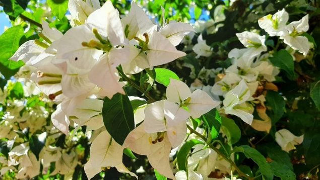 Planta peligrosa para las mascotas, plantas más perjudiciales para tu perro, plantas decorativas que no debes tener en casa, aviso de los veterinarios sobre una planta.
