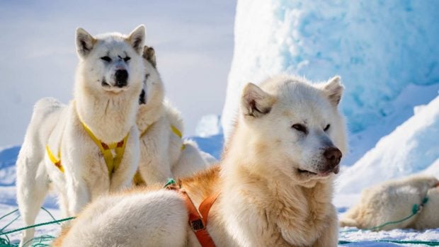 perros groenlandeses