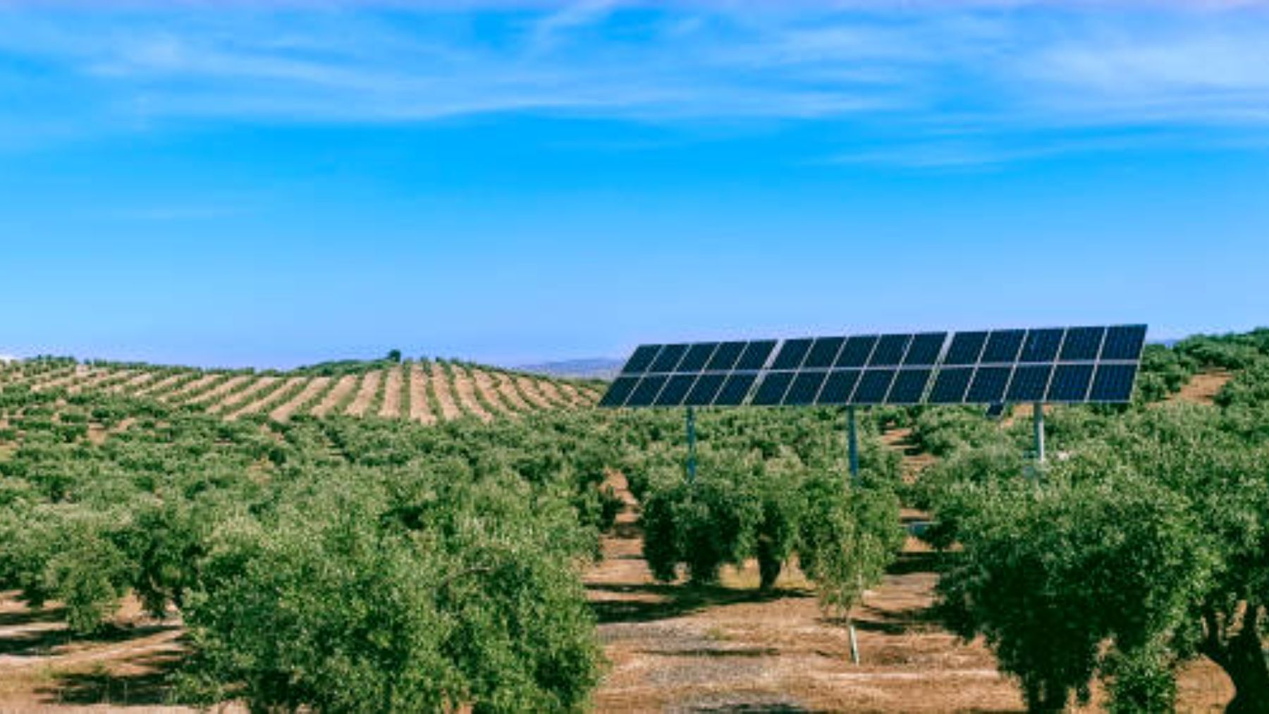 Un agricultor alquila su terreno e instala plantas solares: «Antes ganaba 100 euros por hectárea y ahora…»