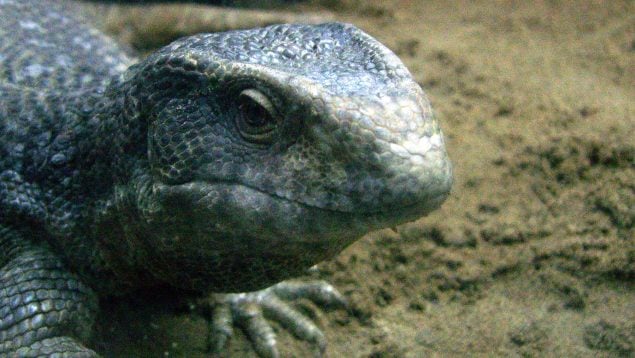 Especie invasora, reptil, varano de sabana